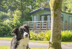 Dog next to tree in front of a holiday home at Newby Bridge Country Caravan Park